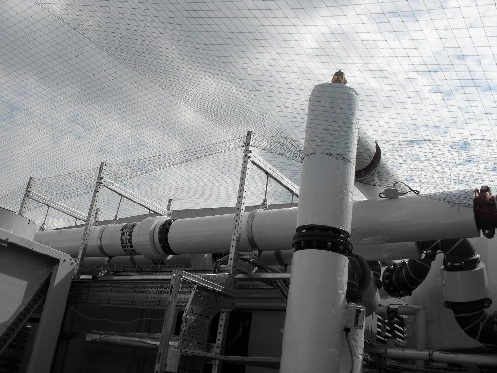 Bird Control in Swindon, Wiltshire